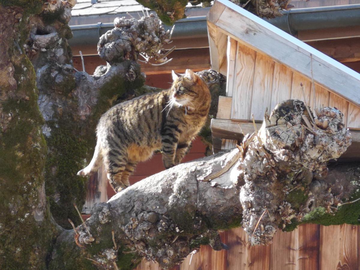 Chez Martial Daire Hasliberg Dış mekan fotoğraf